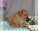 Small #1 Poovanese