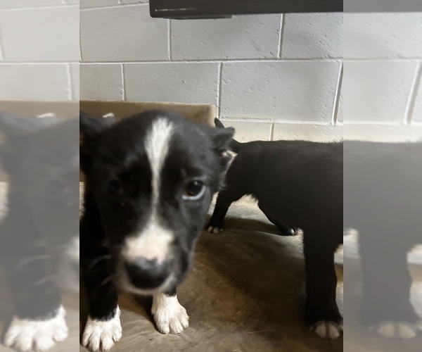 Medium Photo #2 Shollie Puppy For Sale in LUTZ, FL, USA