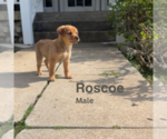 Puppy Roscoe American Staffordshire Terrier-Siberian Husky Mix