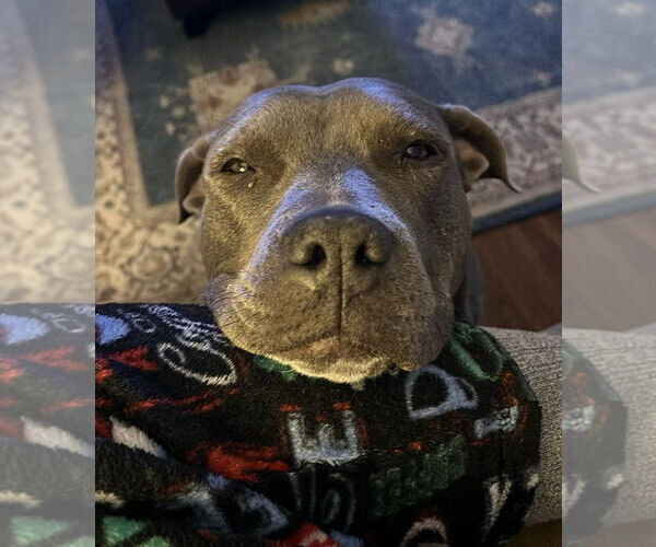 Medium Photo #7 Staffordshire Bull Terrier-Unknown Mix Puppy For Sale in Mount Laurel, NJ, USA