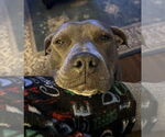Small #6 Staffordshire Bull Terrier Mix