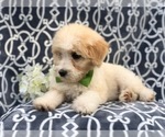 Small Photo #11 Aussiedoodle Puppy For Sale in LAKELAND, FL, USA