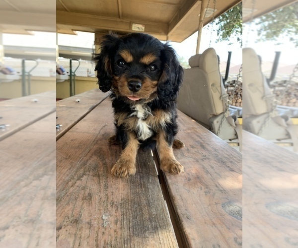 Medium Photo #1 Cavalier King Charles Spaniel Puppy For Sale in DONNA, TX, USA