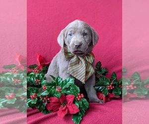 Labrador Retriever Puppy for sale in NOTTINGHAM, PA, USA