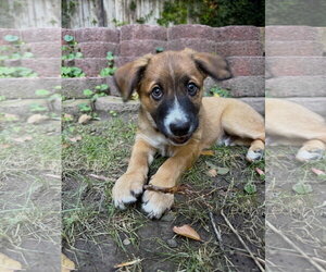 Mutt Dogs for adoption in Sandy, UT, USA