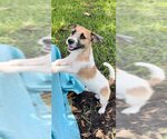 Small Photo #2 Jack Russell Terrier Puppy For Sale in Weston, FL, USA
