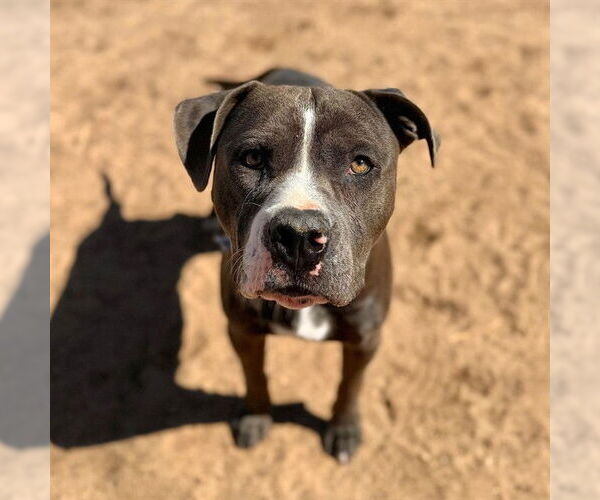 Medium Photo #1 American Staffordshire Terrier Puppy For Sale in Aurora, CO, USA