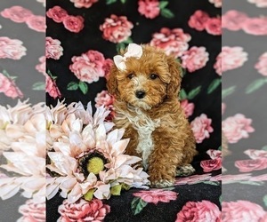 Poodle (Miniature) Puppy for sale in NOTTINGHAM, PA, USA