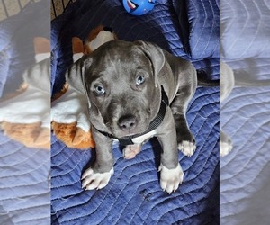 American Pit Bull Terrier Puppy for sale in CANTON, GA, USA