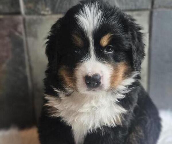 Medium Photo #14 Bernese Mountain Dog Puppy For Sale in SAINT MARIES, ID, USA