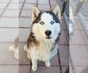Siberian Husky Puppy for sale in SANDY HOOK, KY, USA