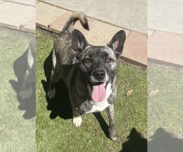 Medium Photo #2 Siberian Husky-Unknown Mix Puppy For Sale in La Verne, CA, USA