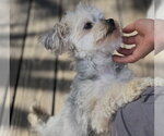 Small #2 Poodle (Miniature) Mix