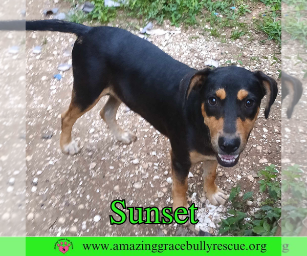 Medium Photo #5 Coonhound-Unknown Mix Puppy For Sale in Pensacola, FL, USA