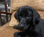 Small #1 Labrador Retriever