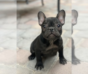 French Bulldog Puppy for sale in LAS VEGAS, NV, USA