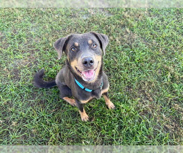 Medium Photo #2 Labrador Retriever-Unknown Mix Puppy For Sale in Ocala, FL, USA