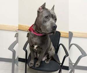Winnie - Female American Pit Bull Terrier-Unknown Mix Dog for Adoption - Photo #2