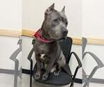 Small #1 American Pit Bull Terrier Mix