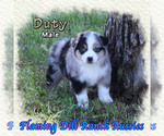 Puppy Duty French Bulldog