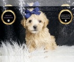 Small #5 Maltipoo