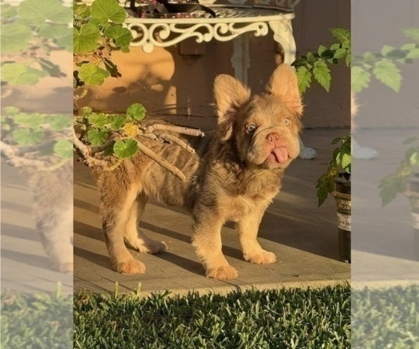 Medium Photo #3 French Bulldog Puppy For Sale in SAN JOSE, CA, USA