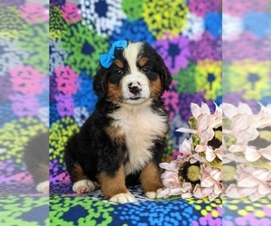 Bernese Mountain Dog Puppy for sale in NEW HOLLAND, PA, USA