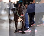 Small #10 American Pit Bull Terrier Mix