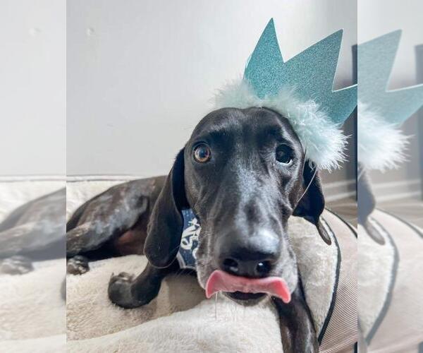 Medium Photo #26 Plott Hound-Weimaraner Mix Puppy For Sale in Rockaway, NJ, USA