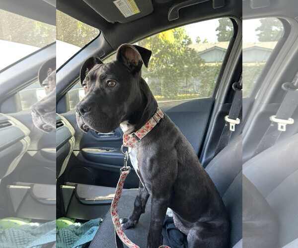Medium Photo #9 Staffordshire Bull Terrier-Unknown Mix Puppy For Sale in La Verne, CA, USA