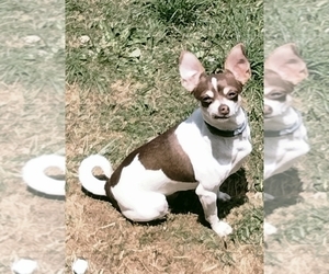 Mother of the Chihuahua puppies born on 09/16/2026