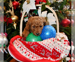 Small Photo #22 Goldendoodle Puppy For Sale in SAINT CLAIR SHORES, MI, USA