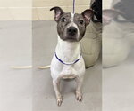 HUEY - Male Mutt Dog for Adoption - Small photo
