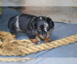 Medium Dachshund