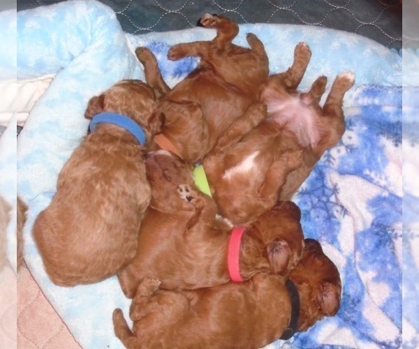Medium Photo #7 Poodle (Standard) Puppy For Sale in HOWE, ID, USA