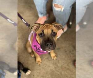 Boxer-Unknown Mix Dogs for adoption in Holly Springs, NC, USA