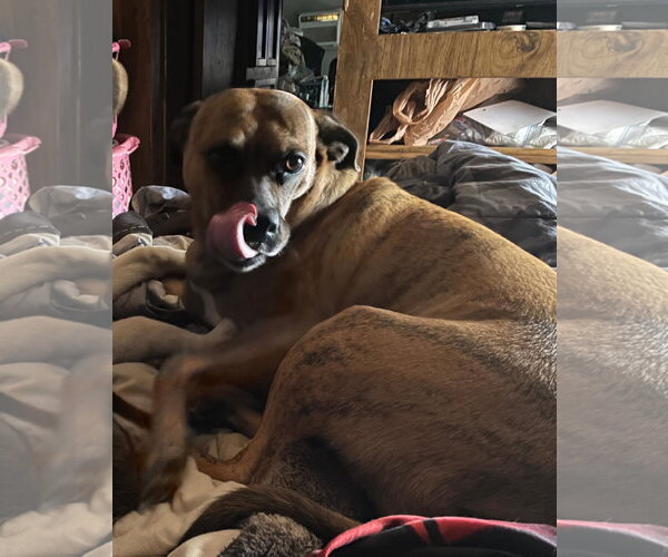 Medium Photo #4 Mutt Puppy For Sale in Chandler, AZ, USA