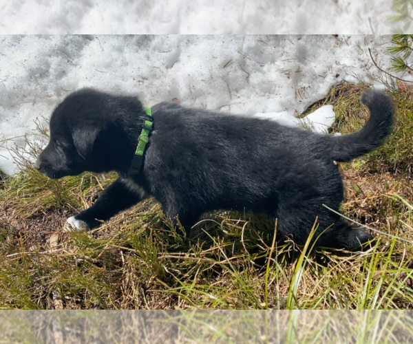 Medium Photo #5 Karelian Bear Dog Puppy For Sale in ANACONDA, MT, USA