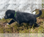 Small Photo #5 Karelian Bear Dog Puppy For Sale in ANACONDA, MT, USA