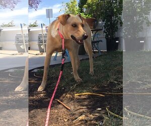 Electra *Courtesy Post* - Female Labrador Retriever-Unknown Mix Dog for Adoption - Photo #4