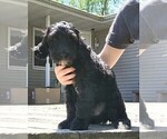 Small Photo #5 Goldendoodle Puppy For Sale in TAYLORVILLE, IL, USA