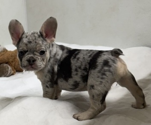 Medium Photo #18 French Bulldog Puppy For Sale in LAKE WALES, FL, USA