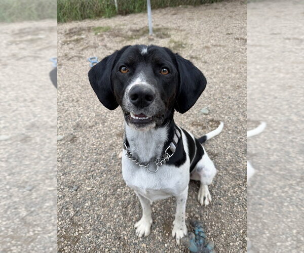 Medium Photo #2 Mutt Puppy For Sale in Bemidji, MN, USA