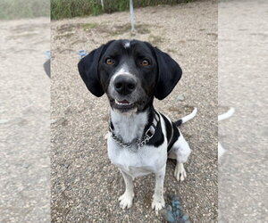Brew - Male Mutt Dog for Adoption - Photo #2
