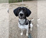 Small Photo #2 Mutt Puppy For Sale in Bemidji, MN, USA