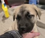 Puppy Silver Collar Alaskan Malamute-Mastiff Mix