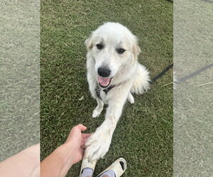 Great Pyrenees Dogs for adoption in Holly Springs, NC, USA