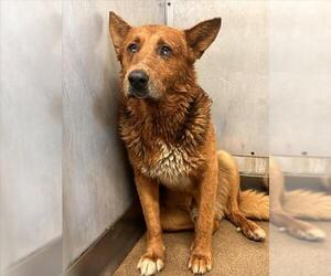 German Shepherd Dog-Unknown Mix Dogs for adoption in San Bernardino, CA, USA