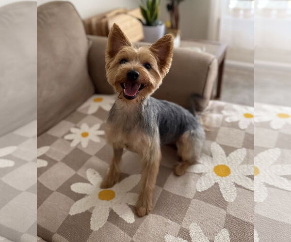 Medium Photo #5 Mutt Puppy For Sale in Allentown,, PA, USA