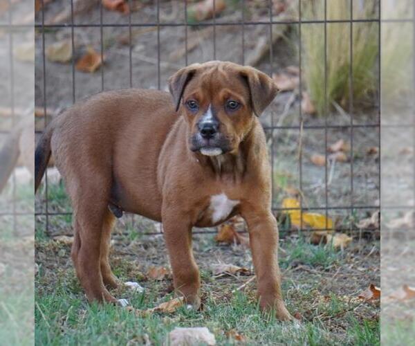 Medium Photo #4 Labrador Retriever-Unknown Mix Puppy For Sale in San Diego, CA, USA